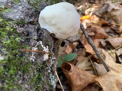 Hericium erinaceus