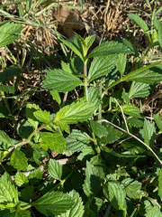 Verbena brasiliensis