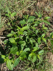Verbena brasiliensis