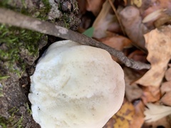 Hericium erinaceus