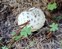 Amanita magniverrucata