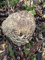 Caloboletus conifericola