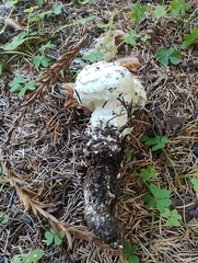 Amanita magniverrucata