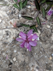 Rhinotropis californica