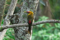 Pteroglossus bailloni