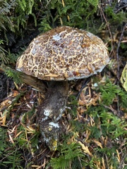 Caloboletus conifericola