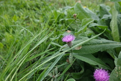 Centaurea decipiens