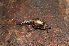 Otoconcha dimidiata