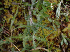 Eriophyllum