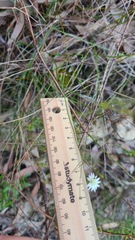 Actinotus minor