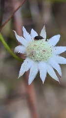 Actinotus minor