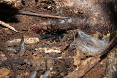 Porrhothele
