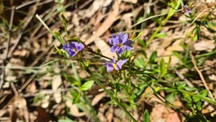 Dampiera stricta