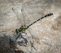 Hemigomphus heteroclytus
