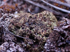 Acarospora schleicheri