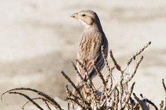 Passerculus sandwichensis rostratus