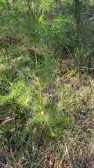 Hakea sericea