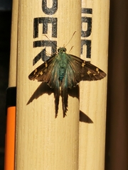Urbanus proteus proteus