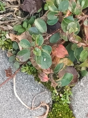 Cotoneaster divaricatus