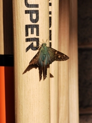 Urbanus proteus proteus
