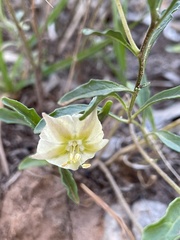 Chamaesaracha edwardsiana