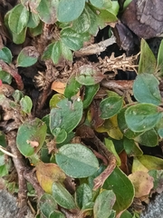 Cotoneaster divaricatus