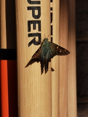 Urbanus proteus proteus