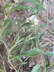 Chamaesaracha edwardsiana