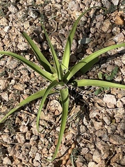 Agave bracteosa