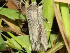 Persectania dyscrita