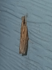 Fissicrambus mutabilis