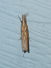 Fissicrambus mutabilis