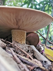 Macrocybe titans