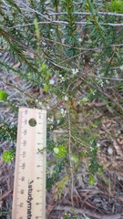 Leucopogon microphyllus