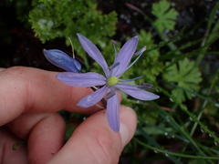 Camassia