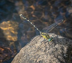 Hemigomphus heteroclytus