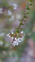 Leucopogon microphyllus