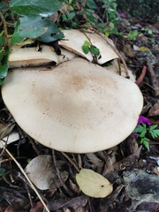 Macrocybe titans