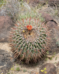 Ferocactus