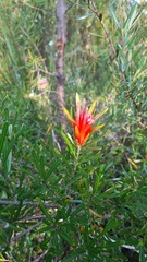 Lambertia formosa