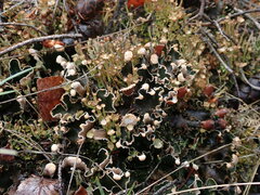 Peltigera malacea