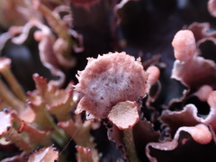 Peltigera malacea