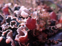 Peltigera malacea