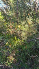Lambertia formosa