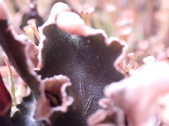 Peltigera malacea