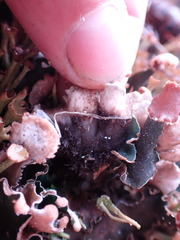 Peltigera malacea
