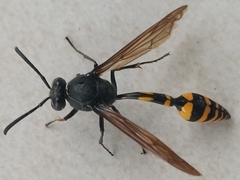 Phimenes flavopictus blanchardi