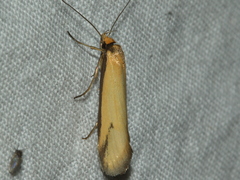 Philobota protecta