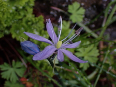Camassia