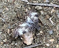 Chiomara georgina